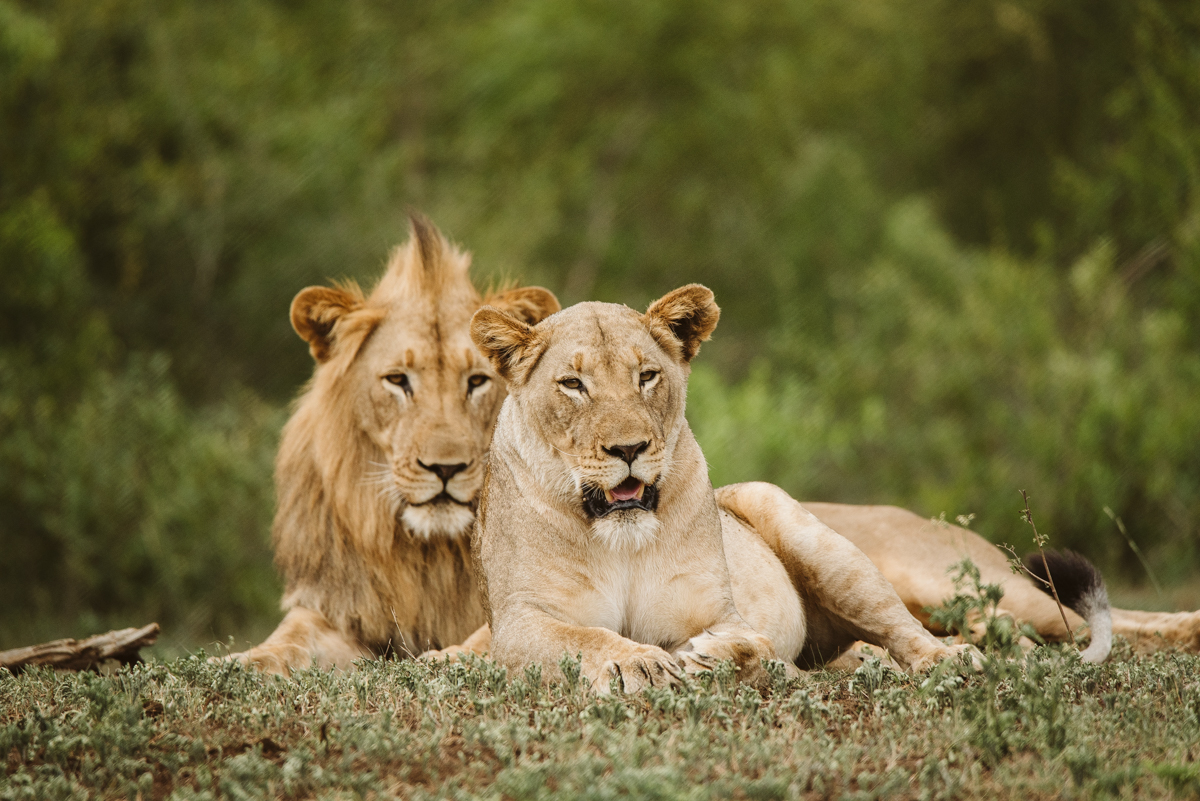 A Male and female lion relaxing during the day lying next to each other take at Somkhanda Reserve by Casey Pratt, Travel, wildlife and landscape photographer