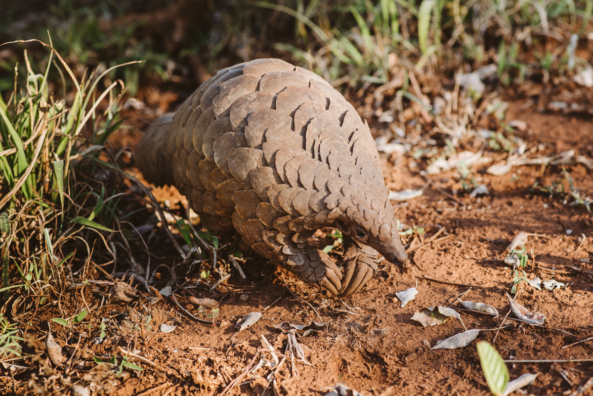 Read more about the article Cory – The Ground Pangolin