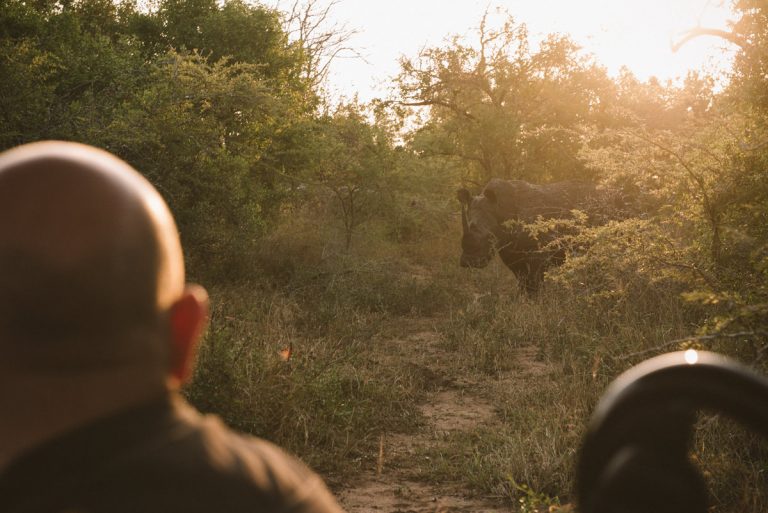 White rhino spotted while on a game drive on safari at Mfulawozi Lodge