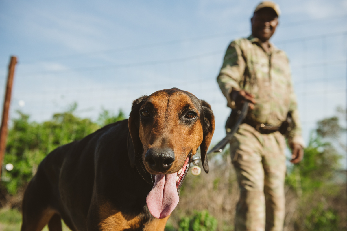 Read more about the article Anti-poaching K9 Unit launched in Hluhluwe iMfolozi Park