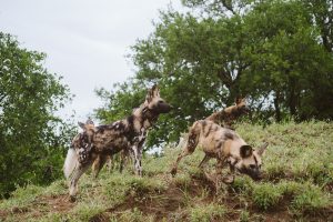 Read more about the article Endangered African Painted Dogs Released on HiP