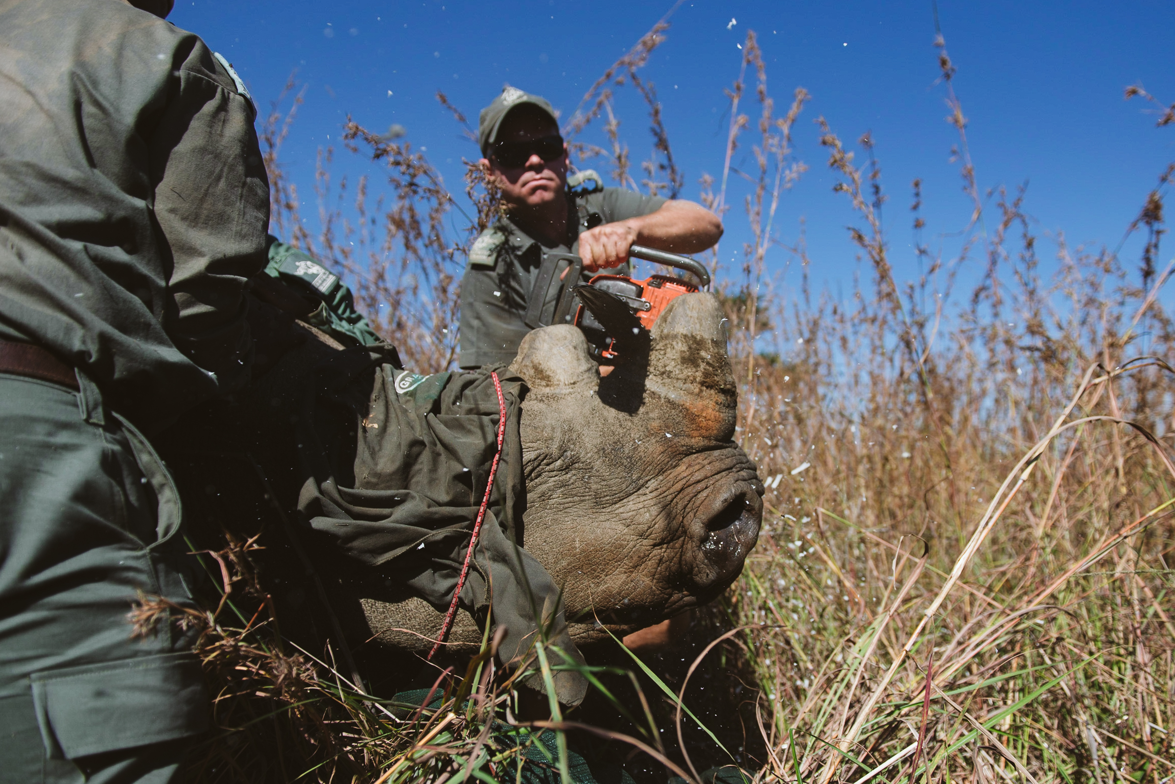 Read more about the article Rhino Dehorning – Spioenkop Nature Reserve​