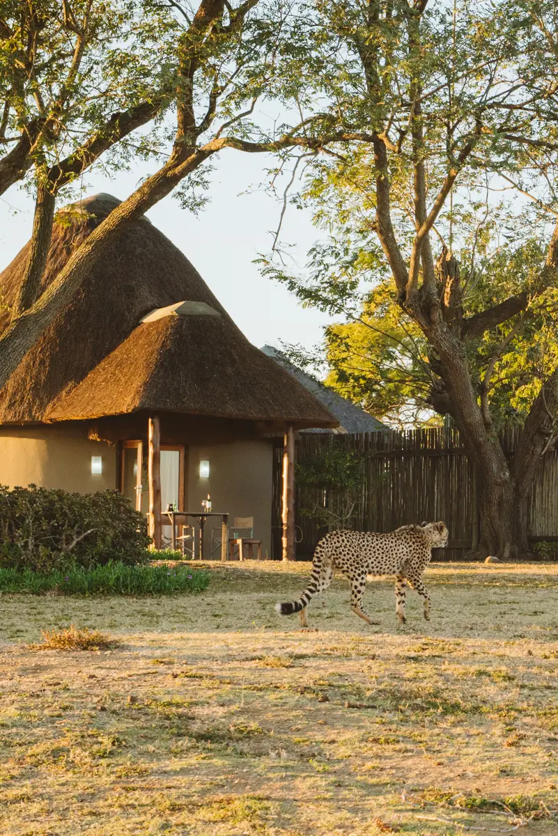Cheetah walking by the lodge at Makongo Hills, Pongola, KZN